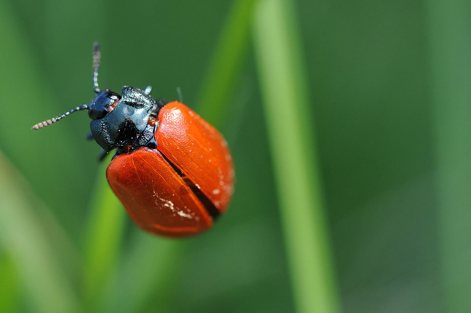 red Cardinal Beetle on green leaf HD wallpaper